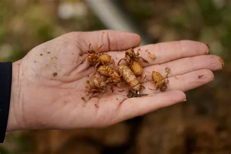 The cicadas have arrived in some states: Can they bite or sting? Are ...