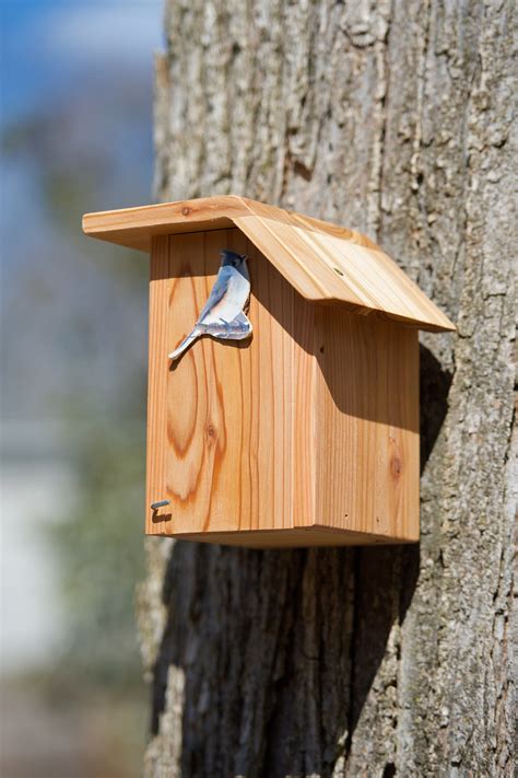 Tufted Titmouse Cedar Bird House - Etsy