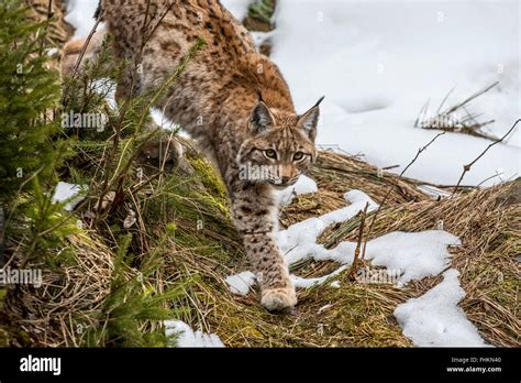 Eurasian lynx (Lynx lynx) hunting in the taiga in melting snow in ...