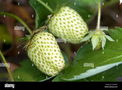 Garden unripe berries strawberry hi-res stock photography and images ...