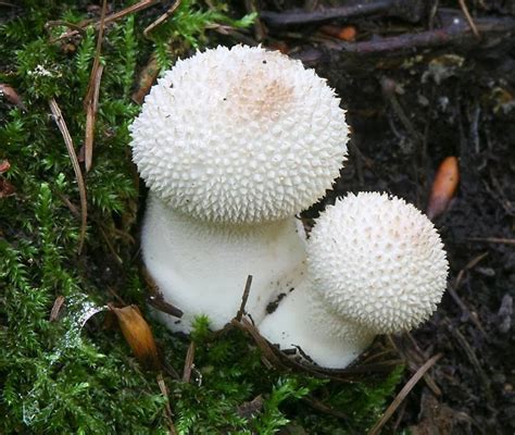 OH93 Independent study on FUNGI: Basidiomycetes