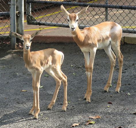 Dama Gazelle Calf Born at the Smithsonian’s National Zoo | Smithsonian ...