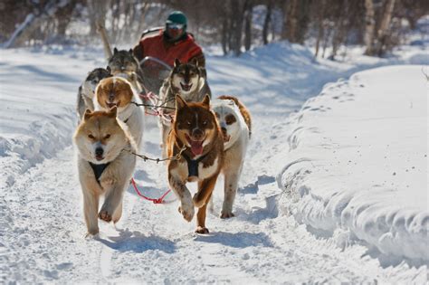 Dog team | Dogs, Dog sledding, Sled ride