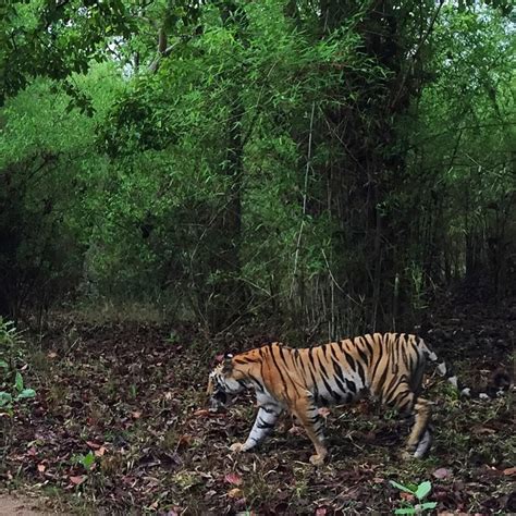 Shooting a Tiger at Bandhavgarh National Park and Tiger Reserve!