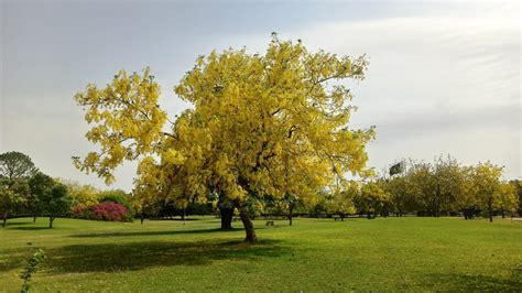 Spectacular Yellow Flowering Golden Chain Tree