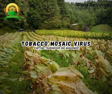 Tobacco Mosaic Virus | Complete Overview