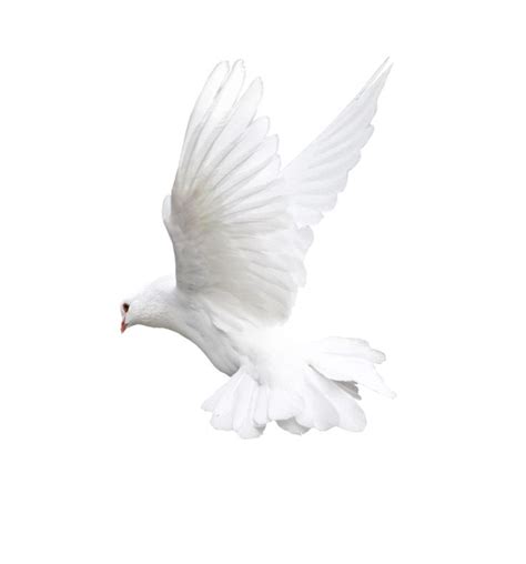 a white bird is flying in the sky