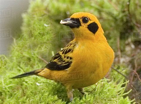 South America, Ecuador. Portrait of golden tanager feeding in foliage. - Stock Photo - Dissolve