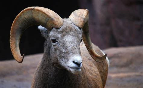 The 10 Best Horns In The Animal World: The Definitive List - Modern Farmer