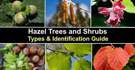 Hazel Trees and Shrubs: Types, Leaves, Bark, Nuts (Pictures ...