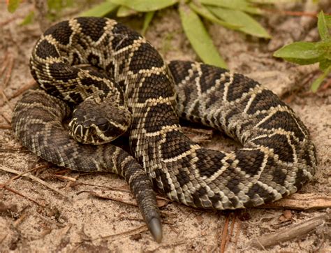 See a Rare Litter of Eastern Diamondback Rattlesnakes – Garden & Gun