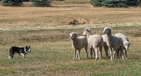 10 Best Sheep Herding Dog Breeds - PetBlog.org