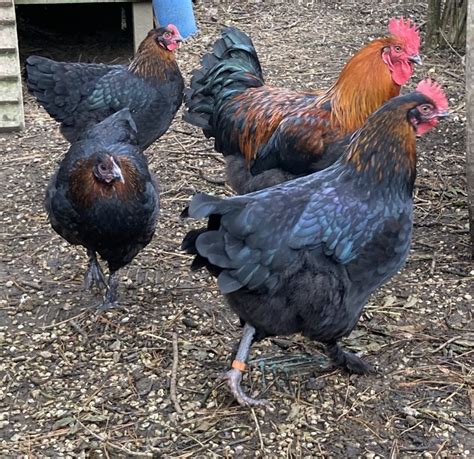 Black copper marans Archives - Pet Hens