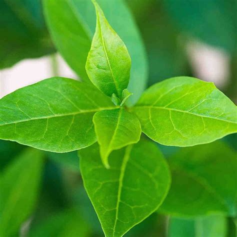 Common Privet Hedge Plants (Ligustrum Ovalifolium)