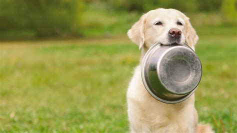 Best Healthy Dog Food For Golden Retrievers - Club Golden Retriever