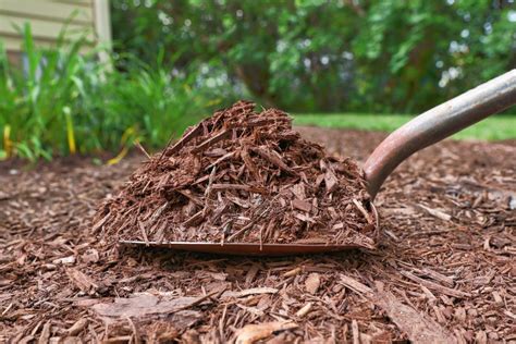 16 Types of Mulch and the Best Ways to Use Them