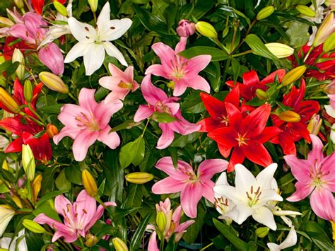 Asiatic Lily Care - How To Grow Asiatic Lilies