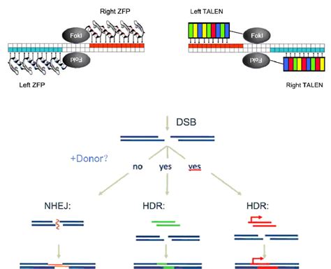 Illustration of the exon 43 skipping with gene editing technology. | Download Scientific Diagram