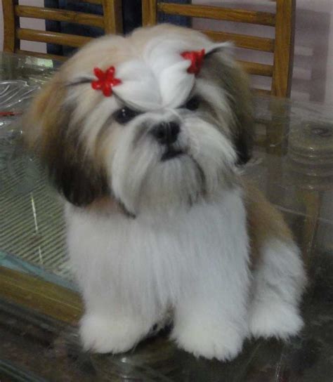 Shih Tzu Hairstyles For Your Dearest Fur-Baby | Best Insights Into Hairstyle Attitude