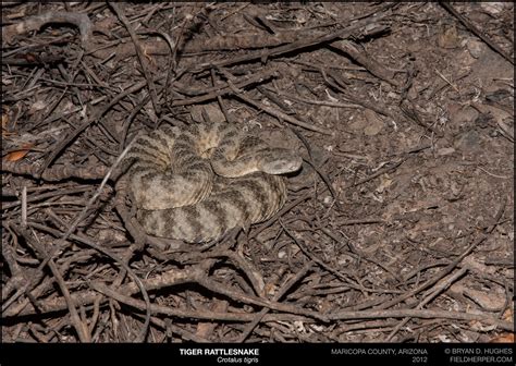 Tiger Rattlesnake | Cave Creek Snakes