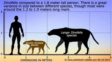 Lion Wolf Size Comparison - Videos Laughs