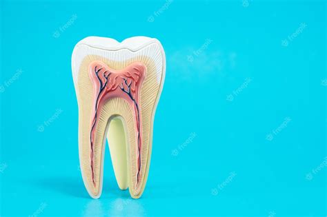 Premium Photo | Tooth anatomy on blue background.