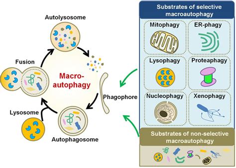 Functional role of autophagy in gastric cancer | Oncotarget