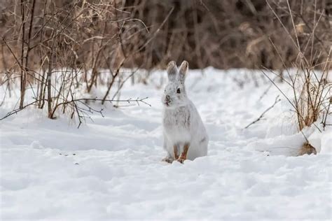 Snowshoe Hare - Worldwide Nature