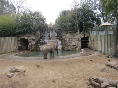 Elephant Exhibit, which is a staple when visiting the Fresno Chaffee Zoo | Fresno zoo, Fresno, Zoo