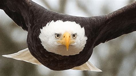 IMAGES: Stunning Pair of Bald Eagles Take Flight (Mass.) – NBC Boston