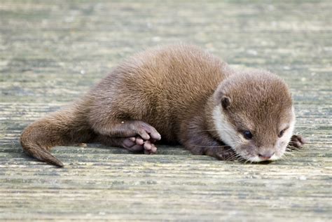 Baby Otter | Baby Otter Visit my website to see more of my w… | Flickr