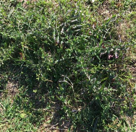 Pasture Weed Control | Colquitt County Ag Report