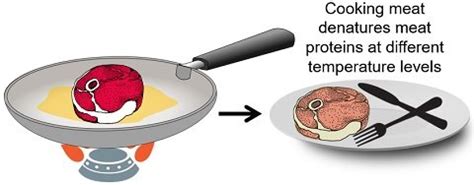 Protein Denaturation by Heat - Definition, Examples & Mechanism - Biology Reader