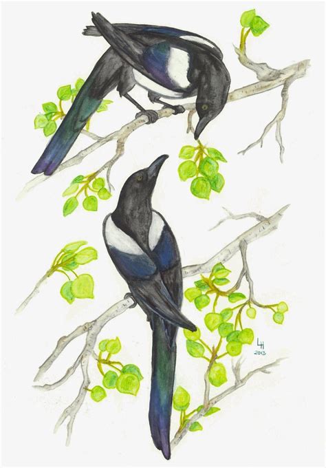 Two magpies | Painted rock animals, Magpie art, Bird drawings