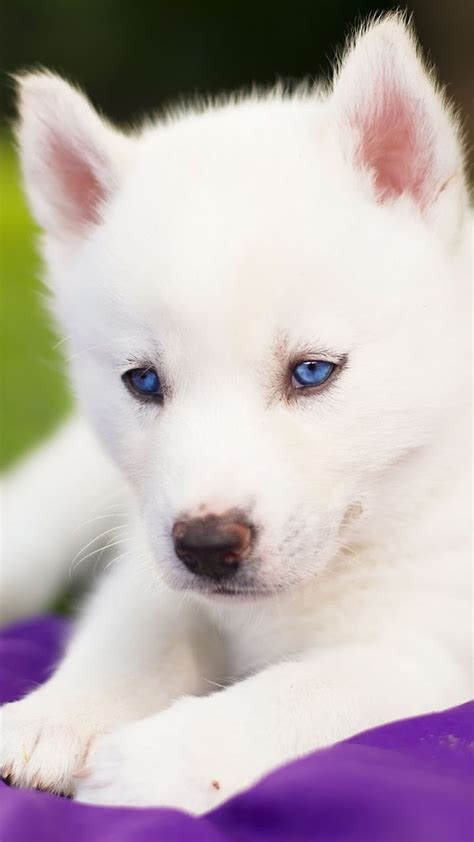 Pure White Wolf Pup