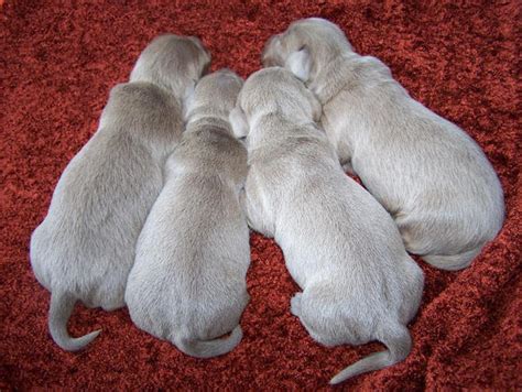 Isabella Dachshund Puppies by LoreleiBunny on DeviantArt