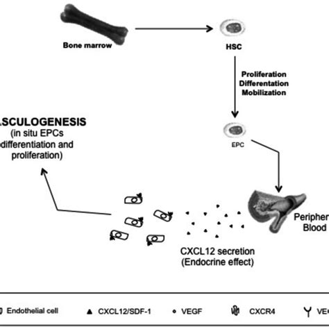 (PDF) CXCR4 Inhibitors: Tumor Vasculature and Therapeutic Challenges