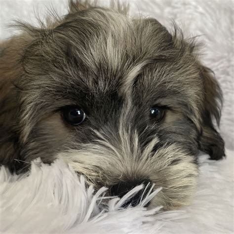 Havachon Puppy for Sale - Heavenly Puppies