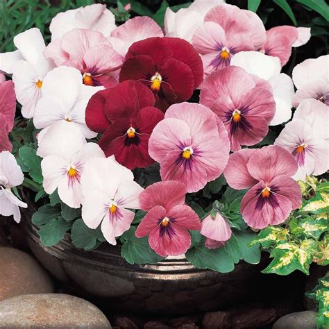 Pansy 'Winter Flowering Pink Shades' | Van Meuwen | Pansy garden ideas ...