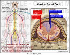 Cervical Spinal Cord Medical Illustration Medivisuals