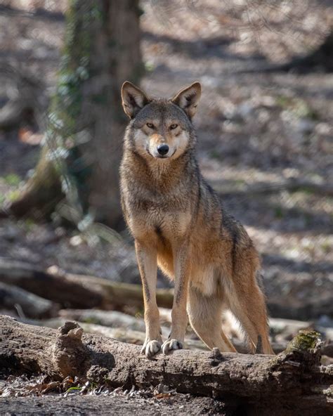 Research to Aid Future Conservation Efforts for the American Red Wolf ...