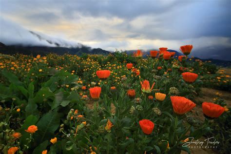 Flower Farm Above the Clouds | The Northern Blossom Flower F… | Flickr