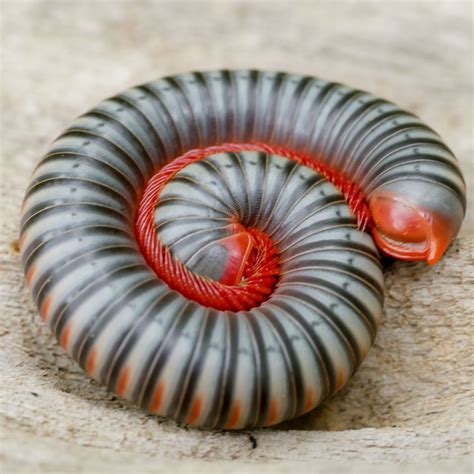 Thailand Rainbow Millipede - adult