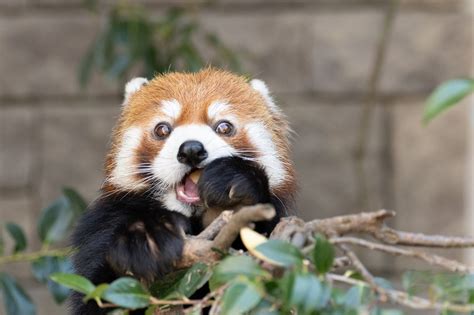 Panda rojo: un curioso pequeño mamífero en peligro de extinción