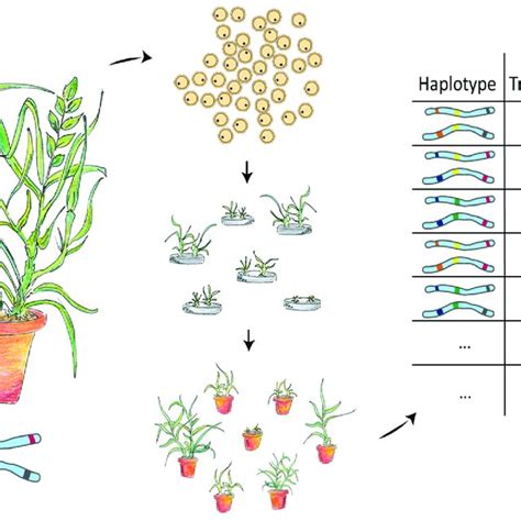 Schematic representation of a direct haplotype mapping strategy by DH ...