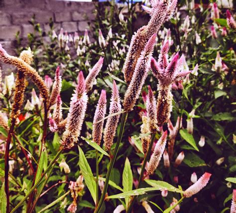 Thangedu puvvulu (Cassia auriculata) | Seasonal flowers, Beautiful ...