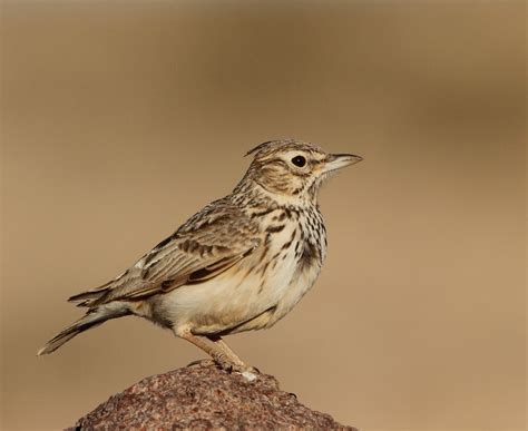 temminck s lark great views of a few males displaying on the tagdilt