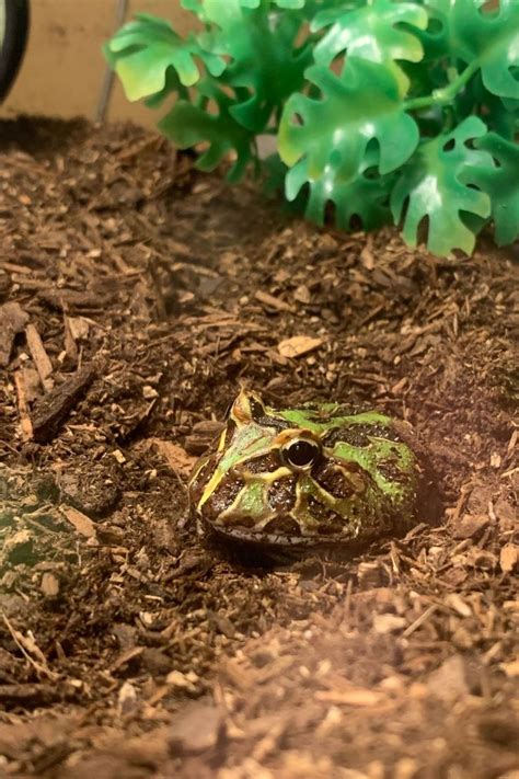 8 Things Pacman Frogs Like to Eat Most (Diet, Care & Feeding Tips)