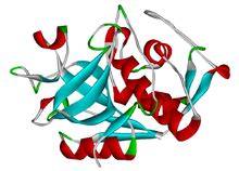 Cathepsin B - Creative Enzymes