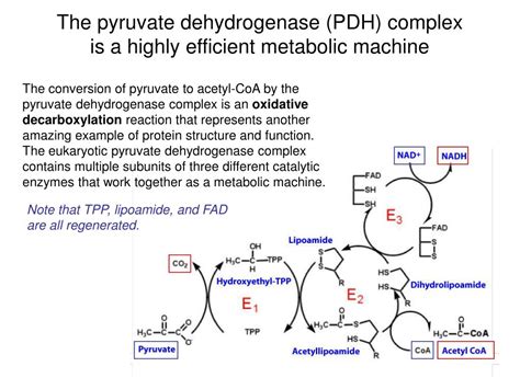 PPT - Redox Reactions in Metabolism: Standard reduction potentials, coenzymes in metabolism, and ...